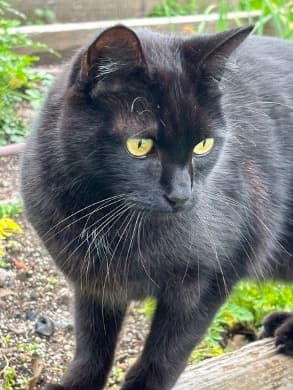 frankie-66d2fa5fcdac9.jpg