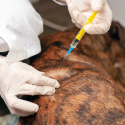 Canine Atopic Dermatitis, CAD