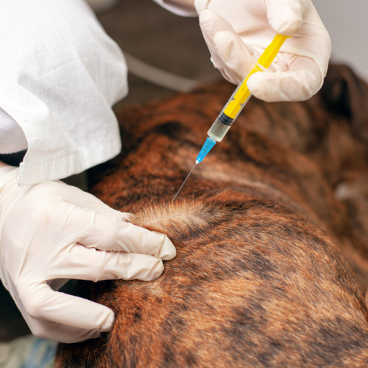 Canine Atopic Dermatitis, CAD